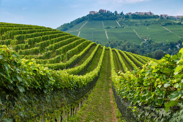 Summer evening sunlight on the green hills of vineyards near Barolo, Piemonte, Italy