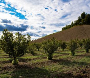 Rows of hazels on the Langa hills in Piedmont, in front of a blue sky full of clouds
