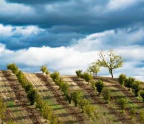 Rows of hazels on the Langa hills in Piedmont, in front of a dark blue stormy sky full of clouds