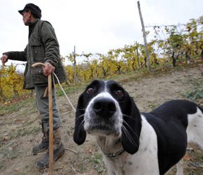 Renato Agnello, a white-truffle hunter and his dog Gigi search in the woods of Barbaresco near Alba in the Italian northern region of Piemonte on November 7, 2009. 71 year-old Agnello, started to hunt truffles at the age of six with his father in the Alba region, considered to have the best "tartufo bianco" (white truffles) in the world. AFP PHOTO / GIUSEPPE CACACE   (Photo credit should read GIUSEPPE CACACE/AFP via Getty Images)